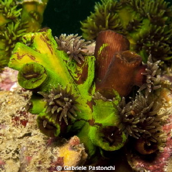 green cup coral by Gabriele Pastonchi 